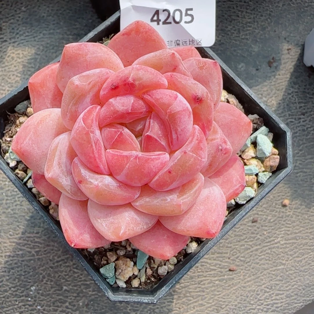 粉心魄，4205多肉植物