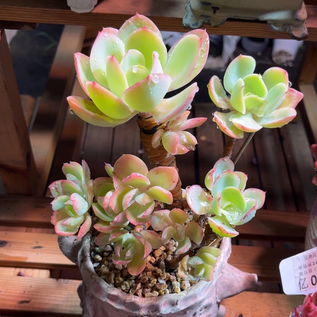 奶油碧桃多肉植物yujinm