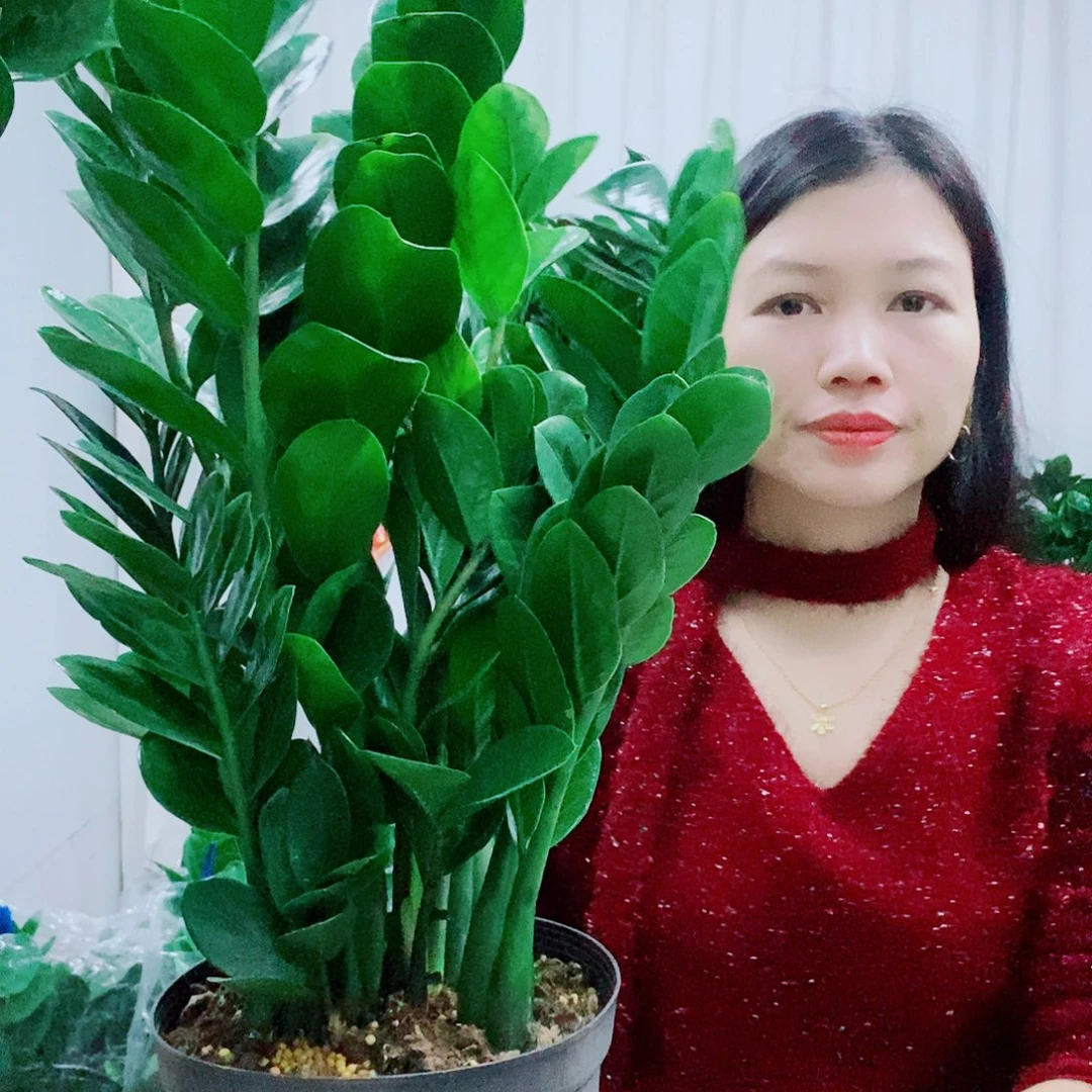 不开花植物21规格圆叶