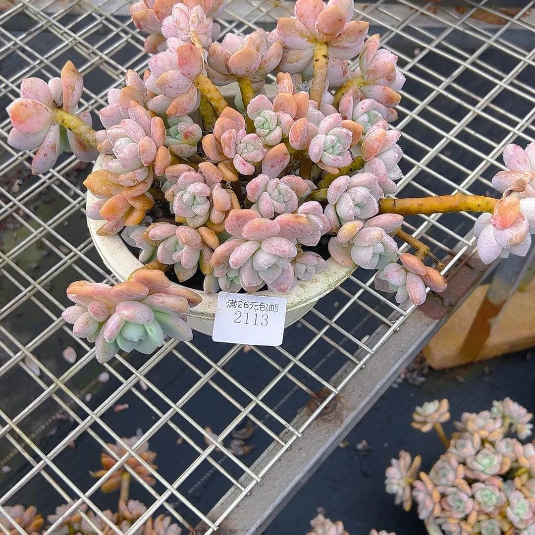 忘***情2113露凝香多肉植物多肉