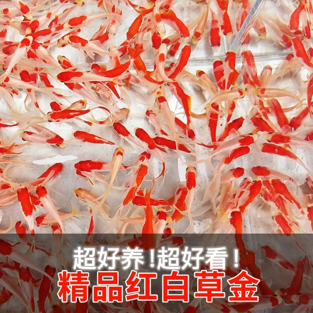 红白金鱼 长尾草金（红白双拼色） 冷水鱼观赏鱼 淡水鱼 新奇宠物