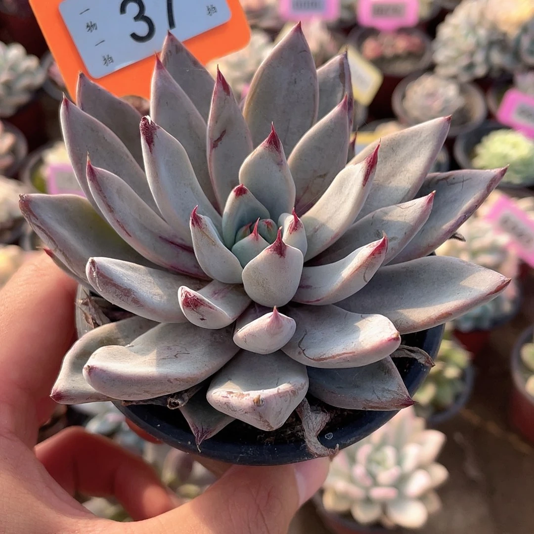 *****37号多肉植物盆栽