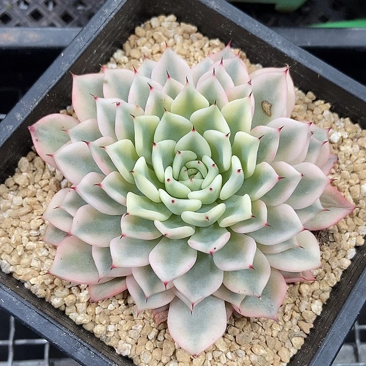 吉尔巴玫瑰锦多肉植物