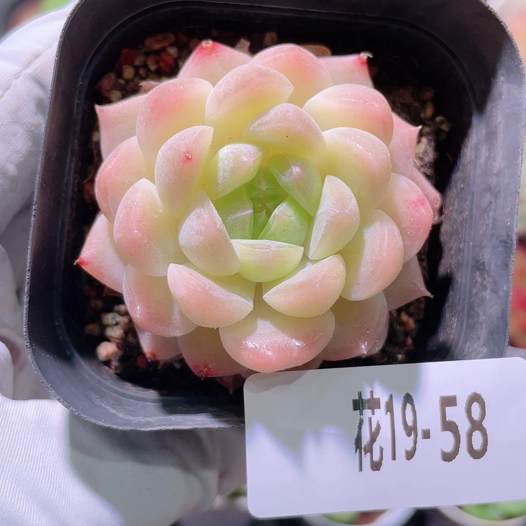 花利美19-58明月心