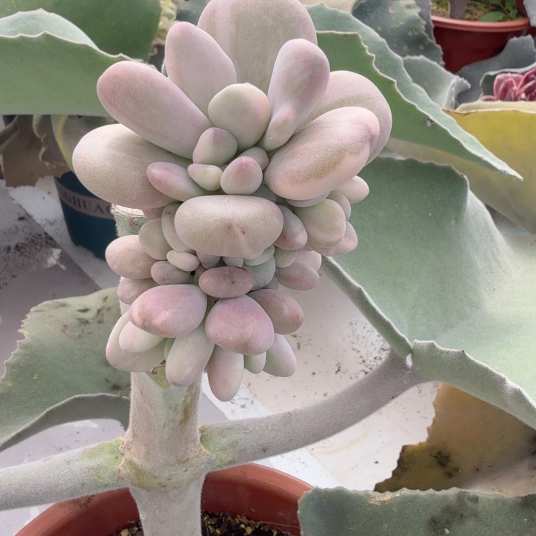 桃奶 安吉园艺锦锦