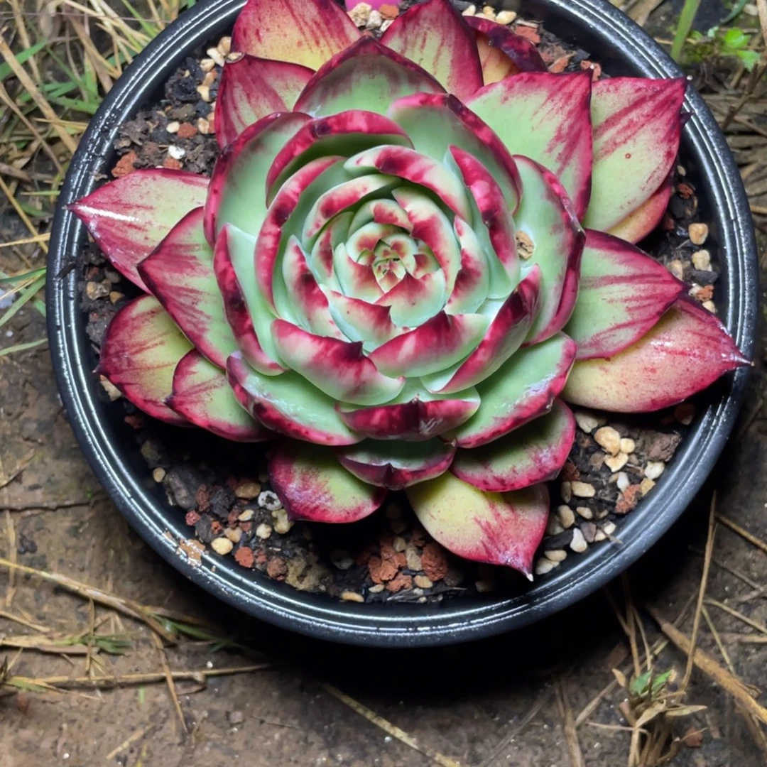 小***包惊鸿仙子21号一物一拍