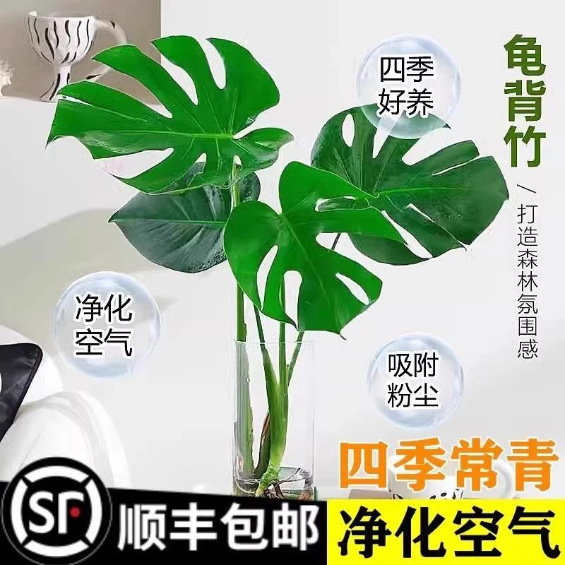 龟背竹室内四季易养水培老桩大叶盆栽可净化空气吸绿植盆栽室内