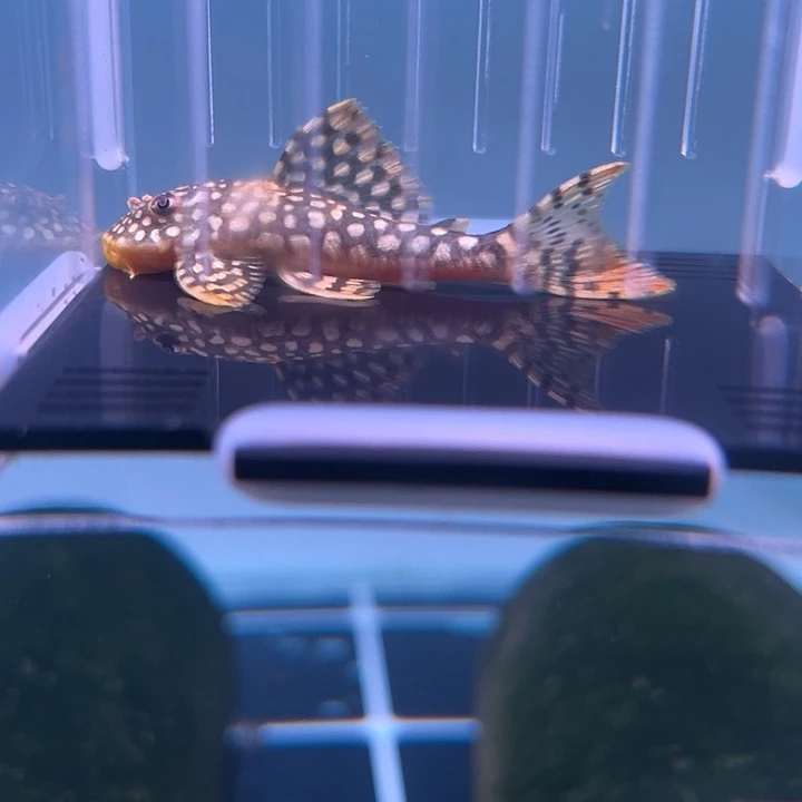 清道夫鱼10-009L014黄金达摩一条尺寸6