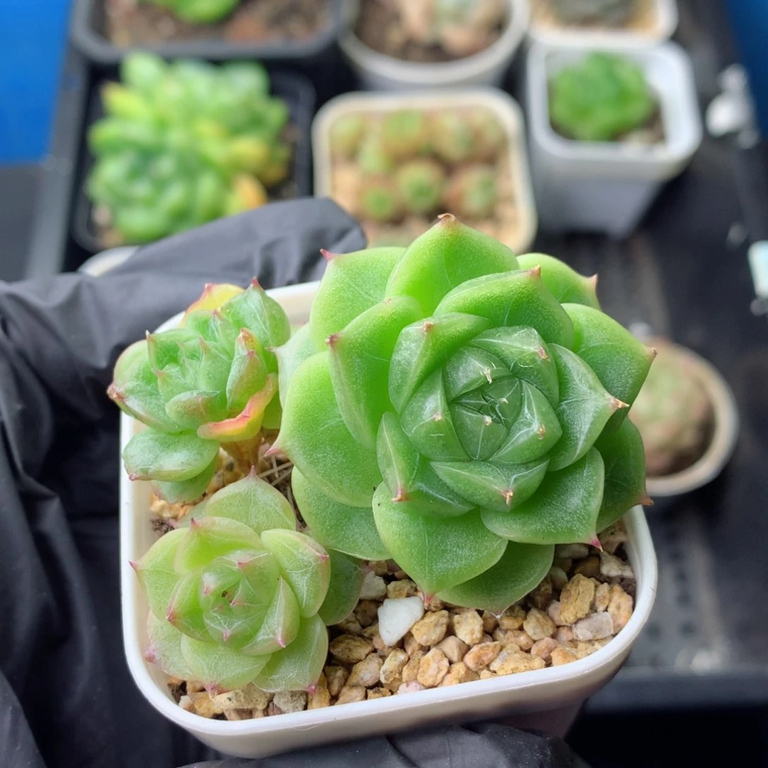 58包邮  群生不包整 123