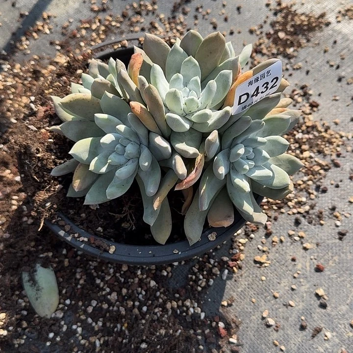 莫*文拇指仙女杯多肉植物