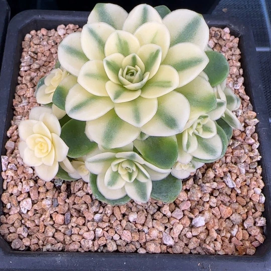 从前慢花园多肉精选猫眼玫瑰锦