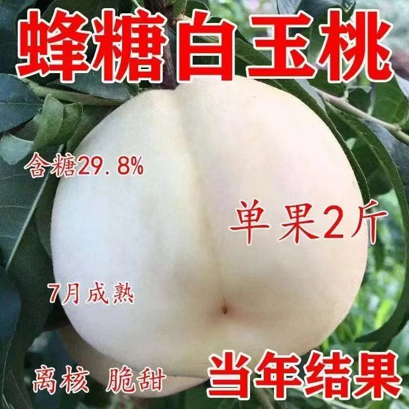 正宗嫁接蜂糖白玉桃树苗盆地栽南北方种植大果白玉桃树苗当年结果