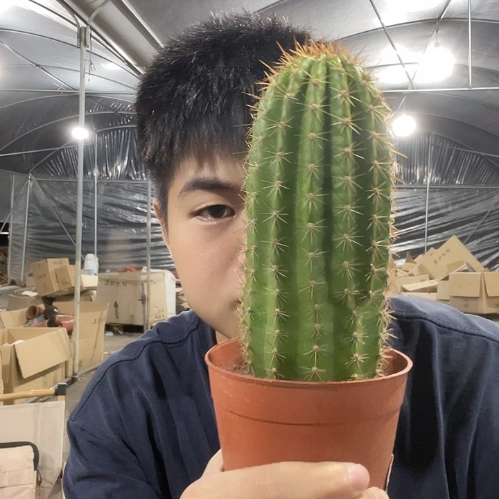 毛花柱毛花柱毛花柱