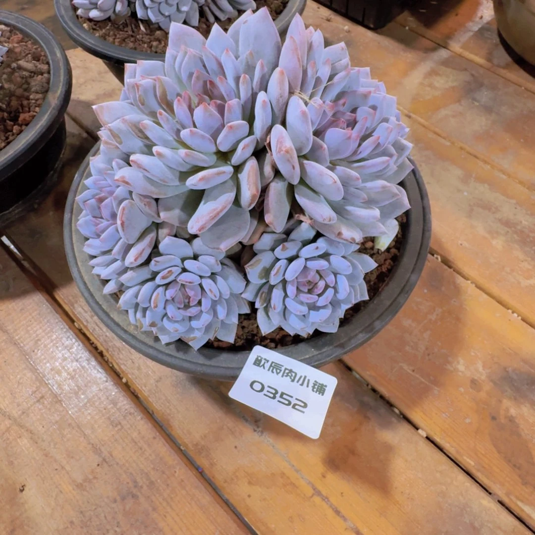 夕****多肉植物玉芙蓉群0352