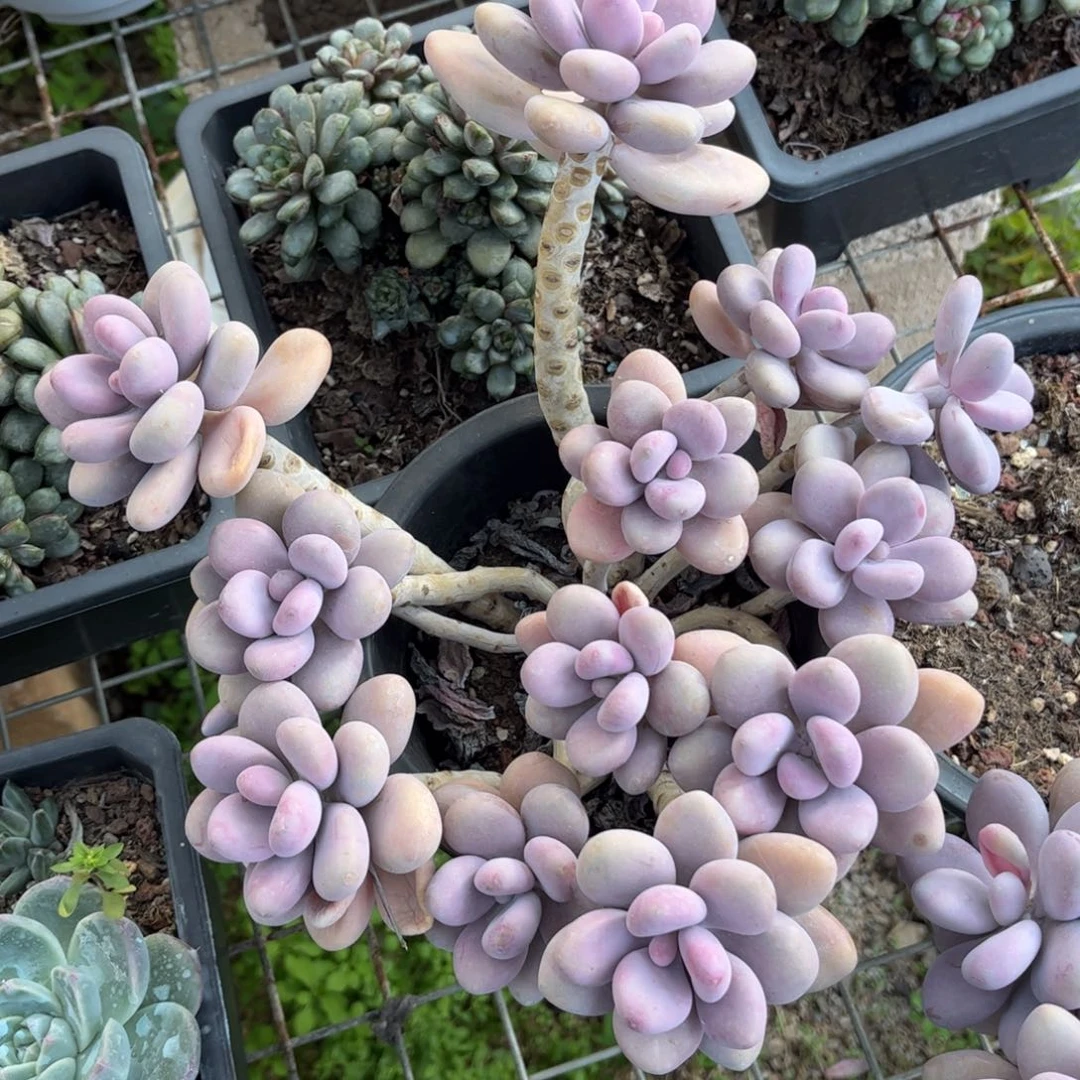 新疆西藏内蒙不发货，桃蛋