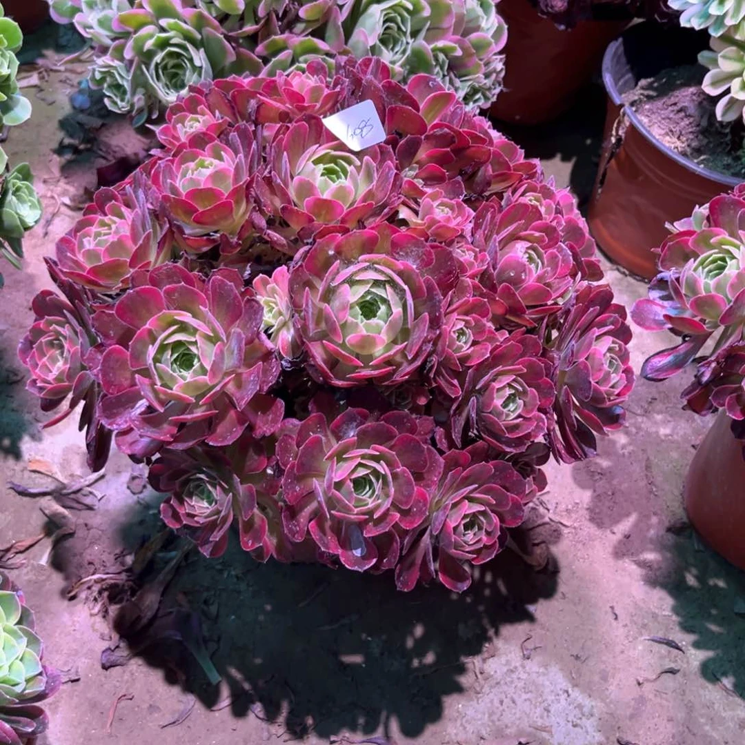 无花朵多肉植物安娜608