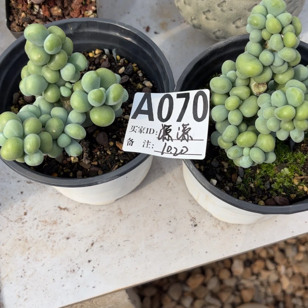 源***圆香蕉美人两颗福利源源专拍