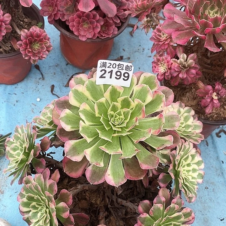 2199 一颗法师多肉
