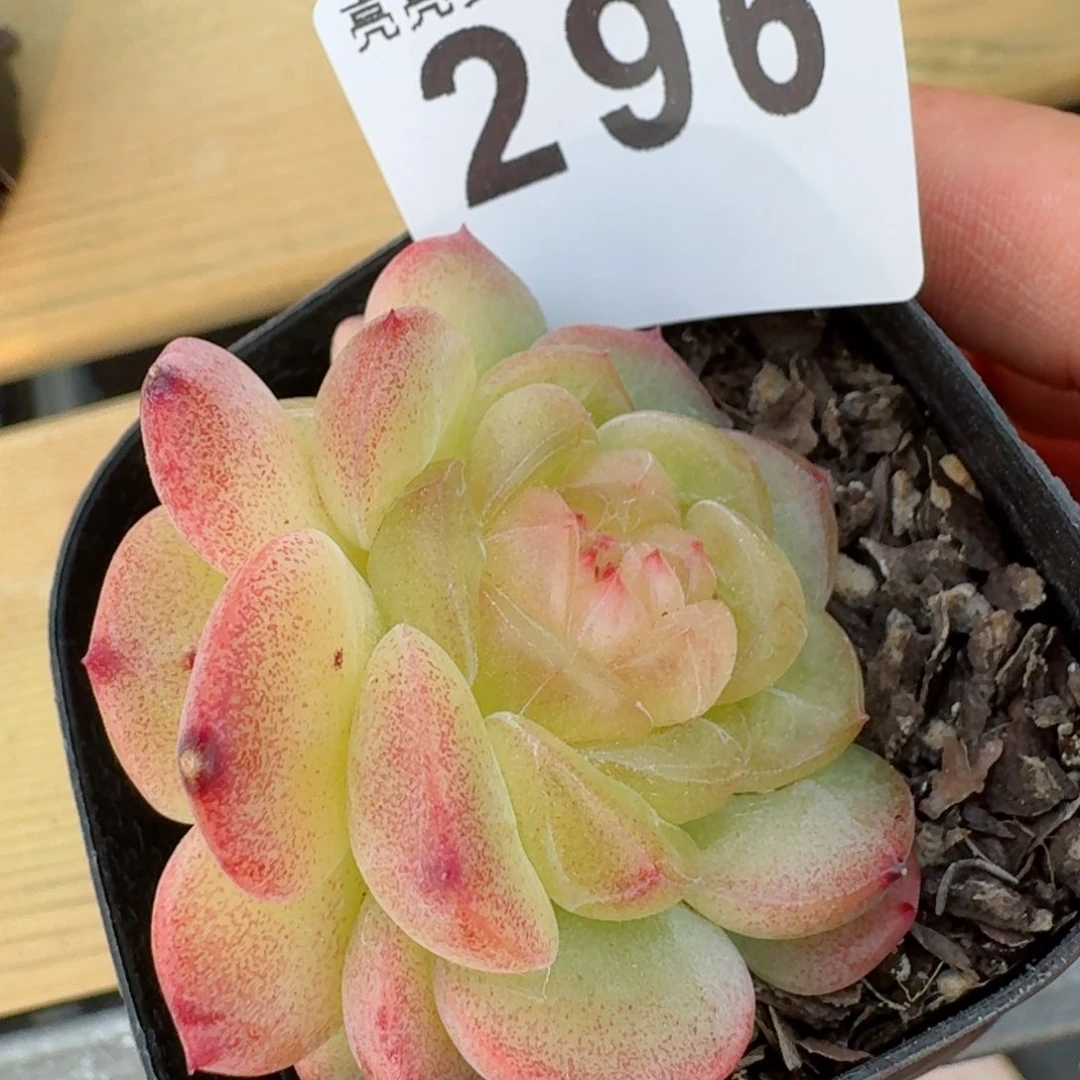 如花珍妮         多肉植物