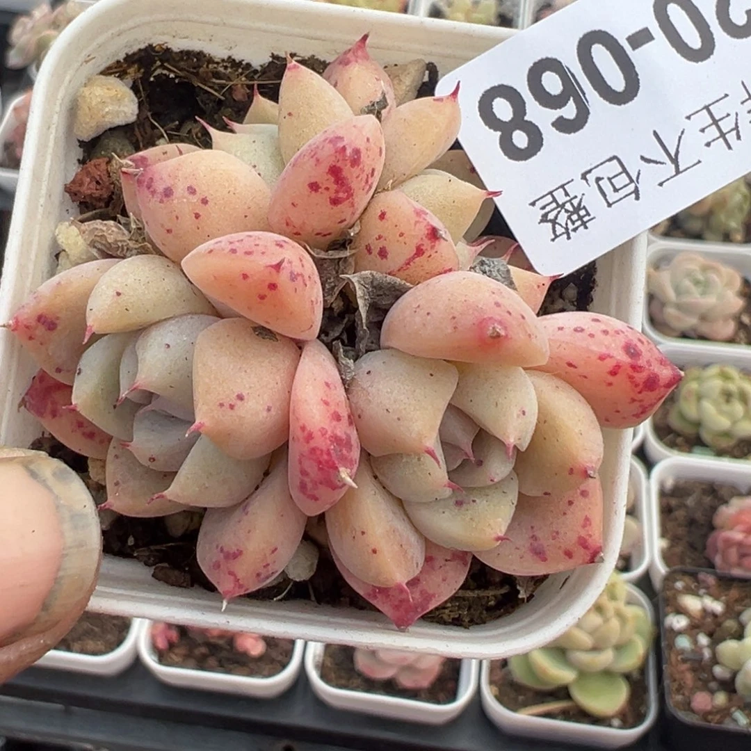 小卡拉米糖心一物一拍20-68