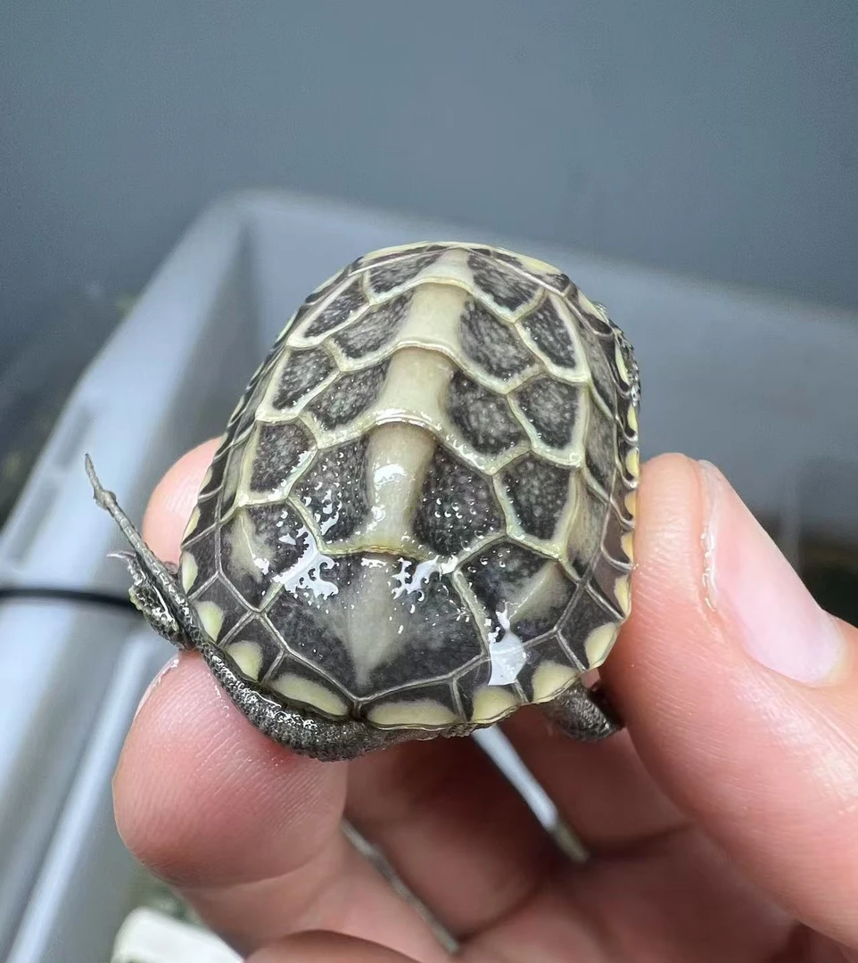 苏北金线草龟苗 绿头 粗金 田黄精品苗