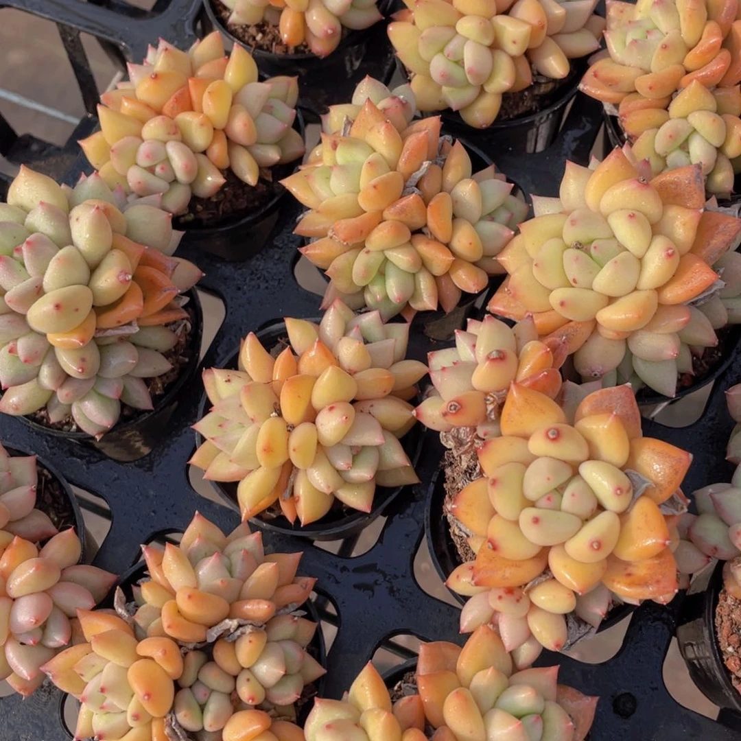 1194号 老桩全状态黄金象牙多头群一个