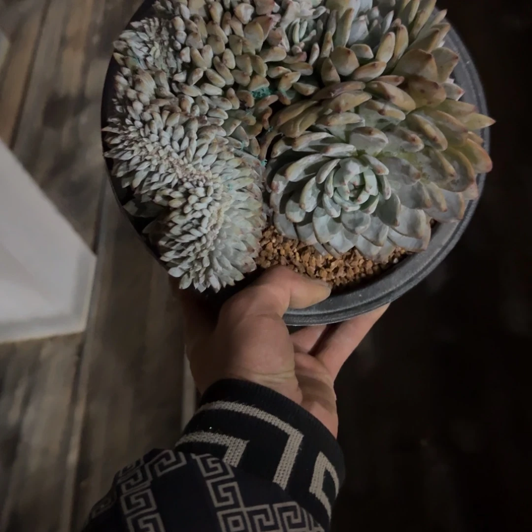 星影缀化无砍多肉