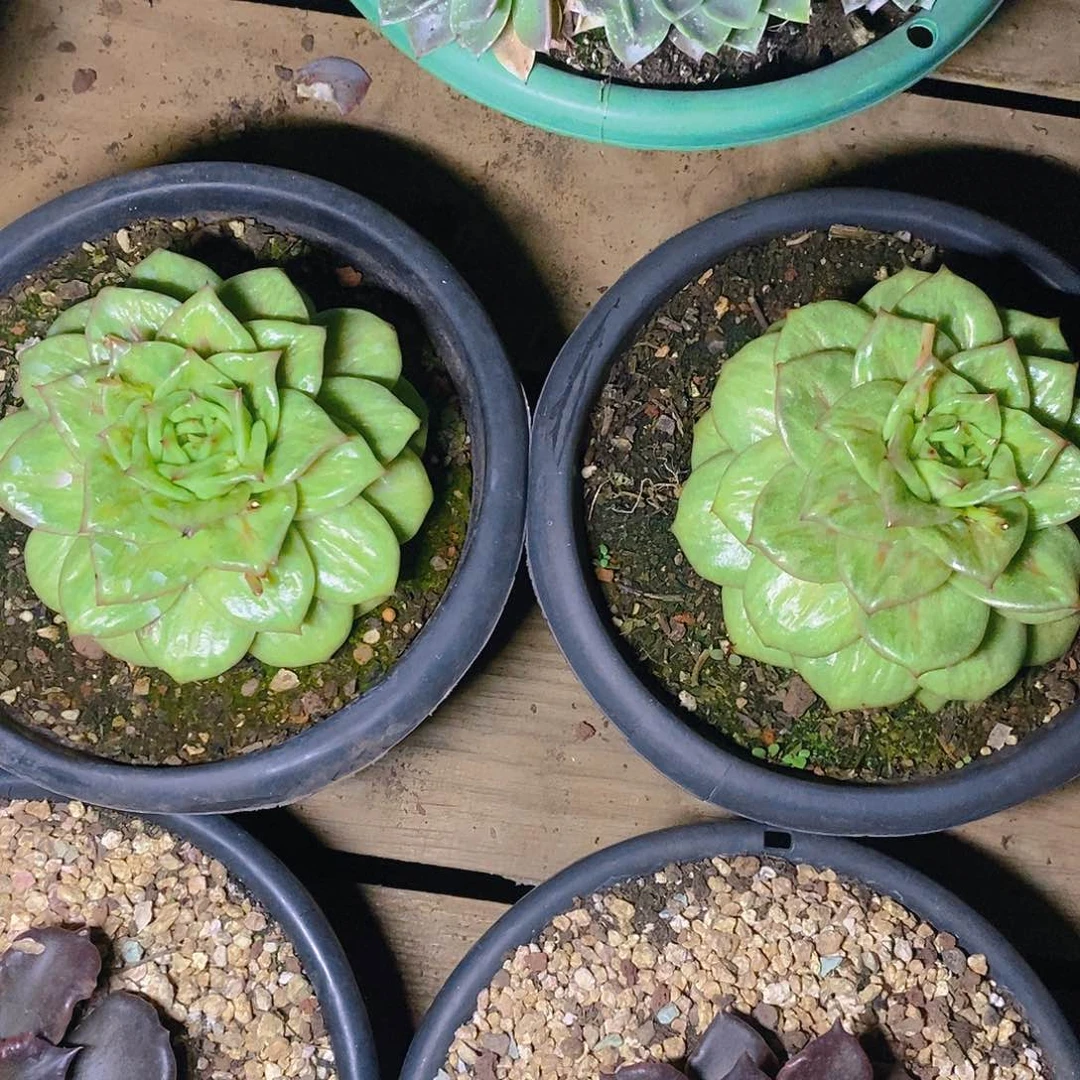 多肉植物蔷薇玛利亚两个单头