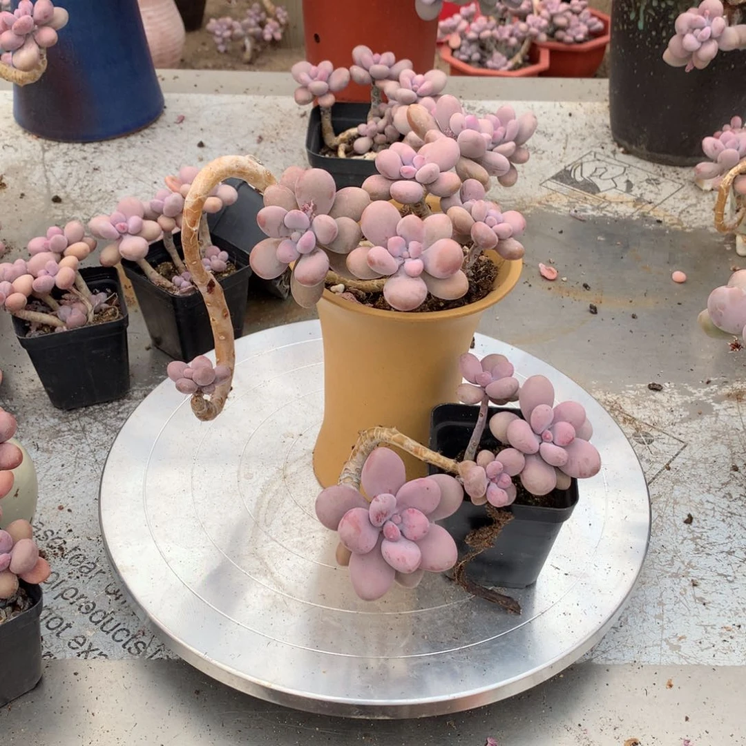 远****…桃蛋老桩一处瑕疵不带盆13号