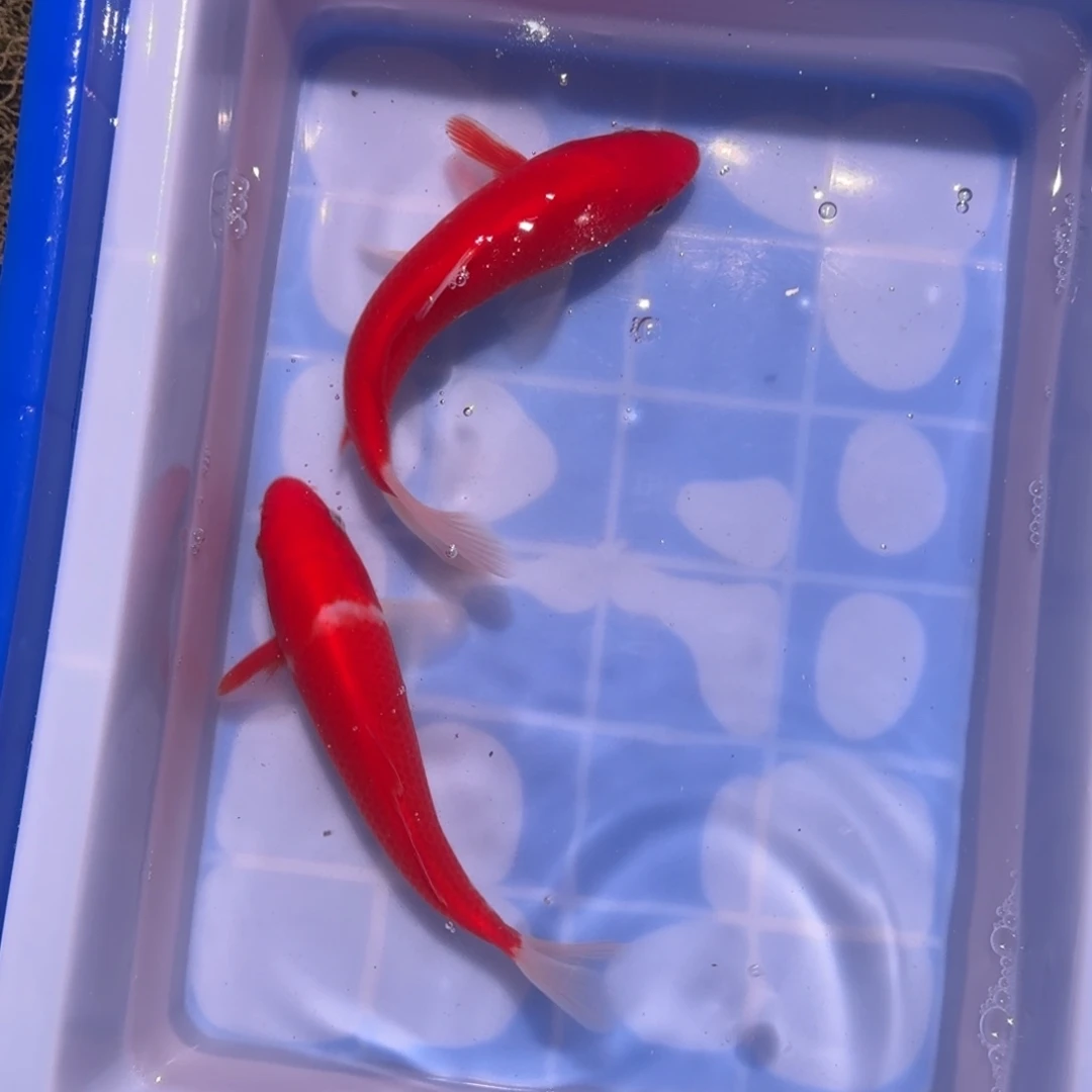 锦鲤精品锦鲤大卖中