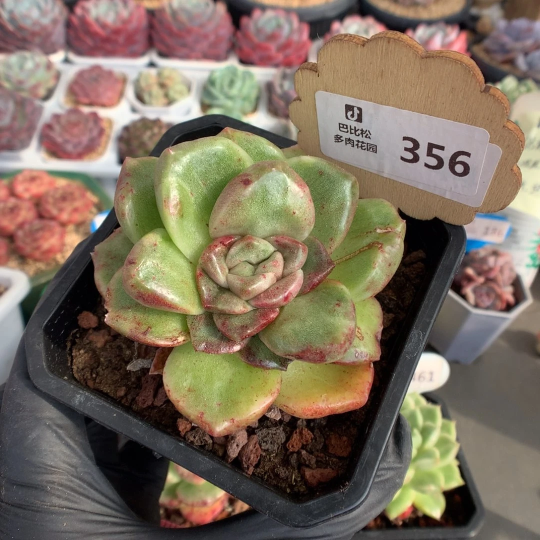 356 冬云石化多肉