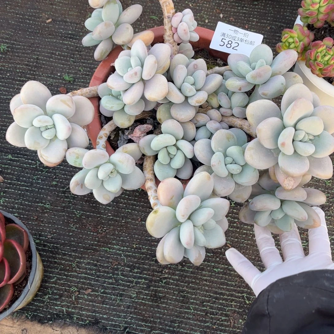 582香水洛神多肉植物