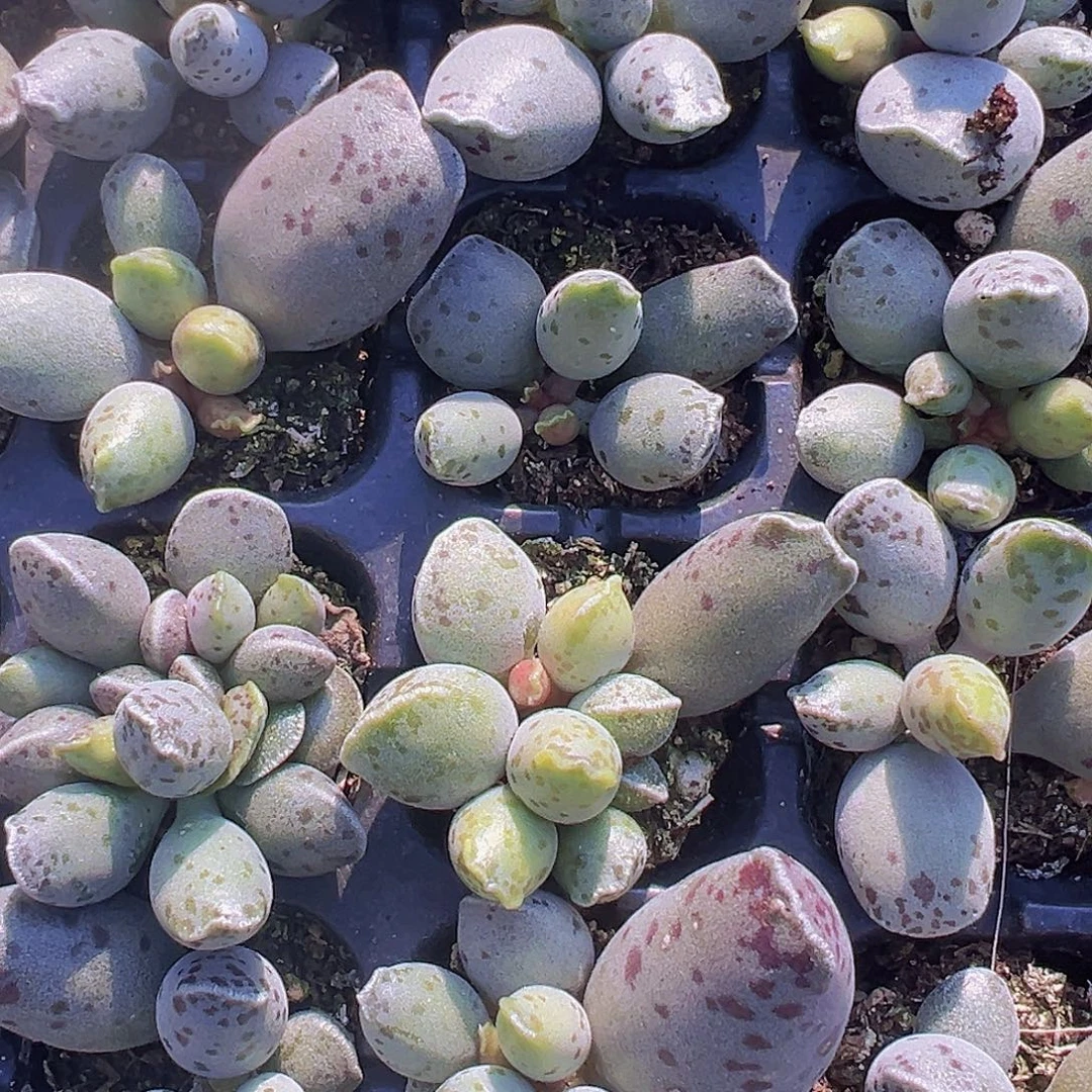 海豹苗3颗19包邮多肉