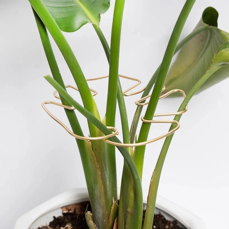 各种植物固定器防倒支架各种植物支撑杆好用收拢架园艺绿植聚拢架