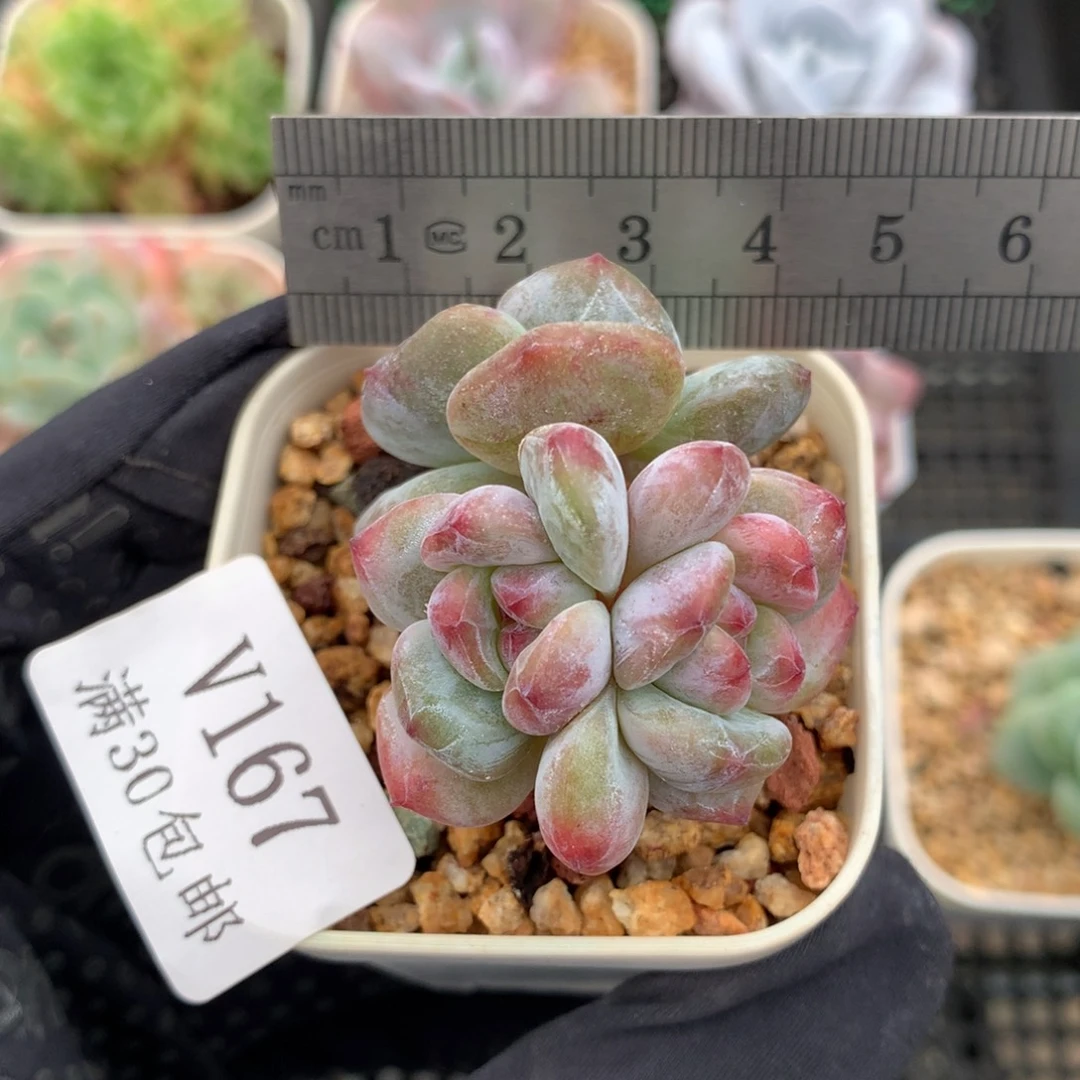 167。石化石榴籽星影。