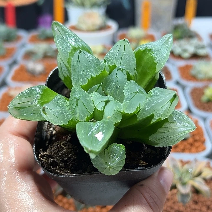 十二卷多肉冰城寿