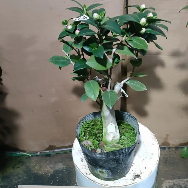 54姚黄，原盆原土发货，不包邮