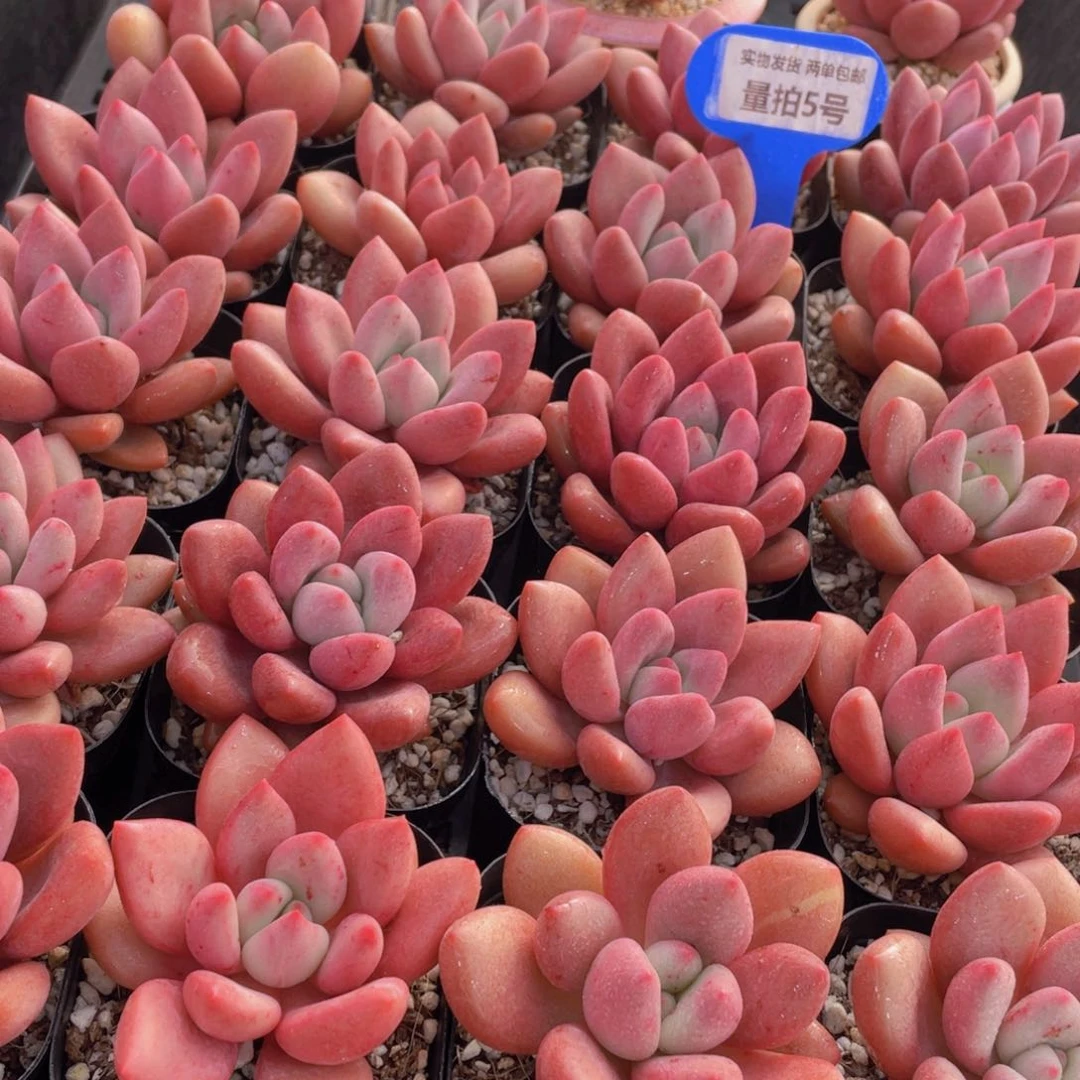 量拍5号 桃花源单头2个