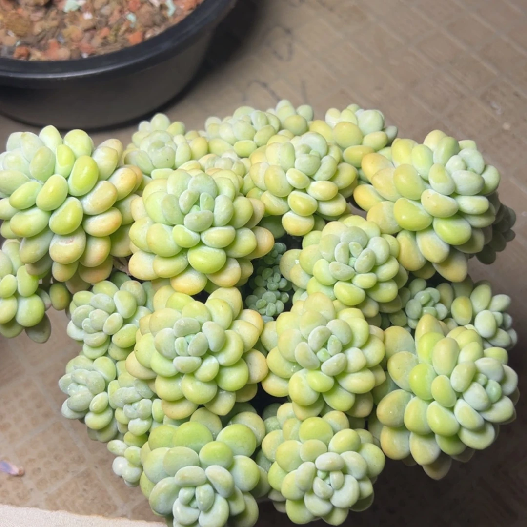 【闪购商品】洛可可多肉19.8