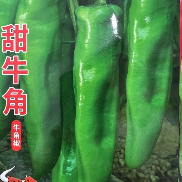 甜牛角（牛角椒）种子