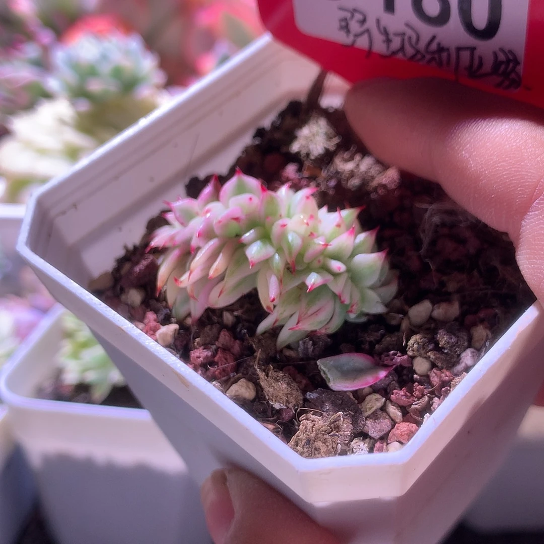 野生玛利亚覆轮锦缀化有根
