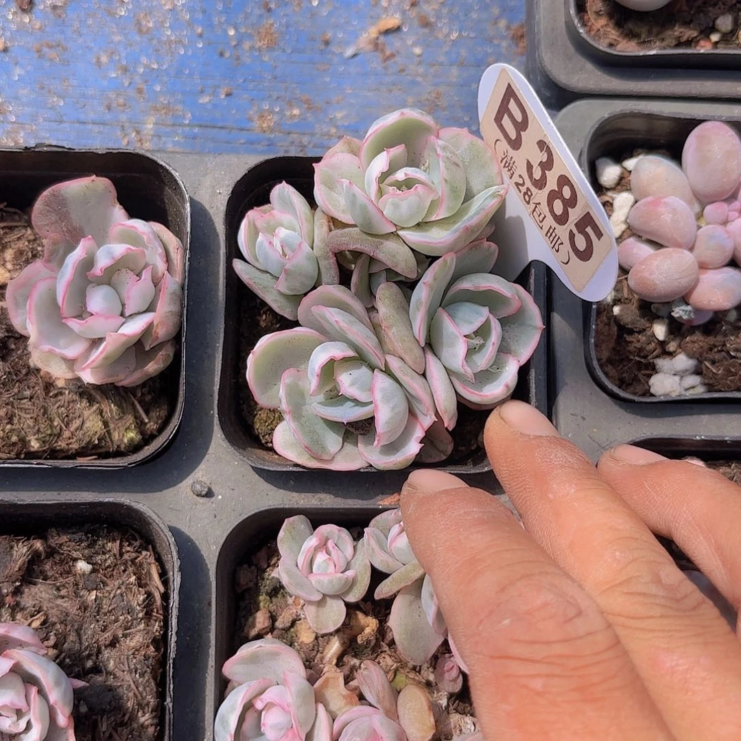 B385伯克利锦群一物一拍