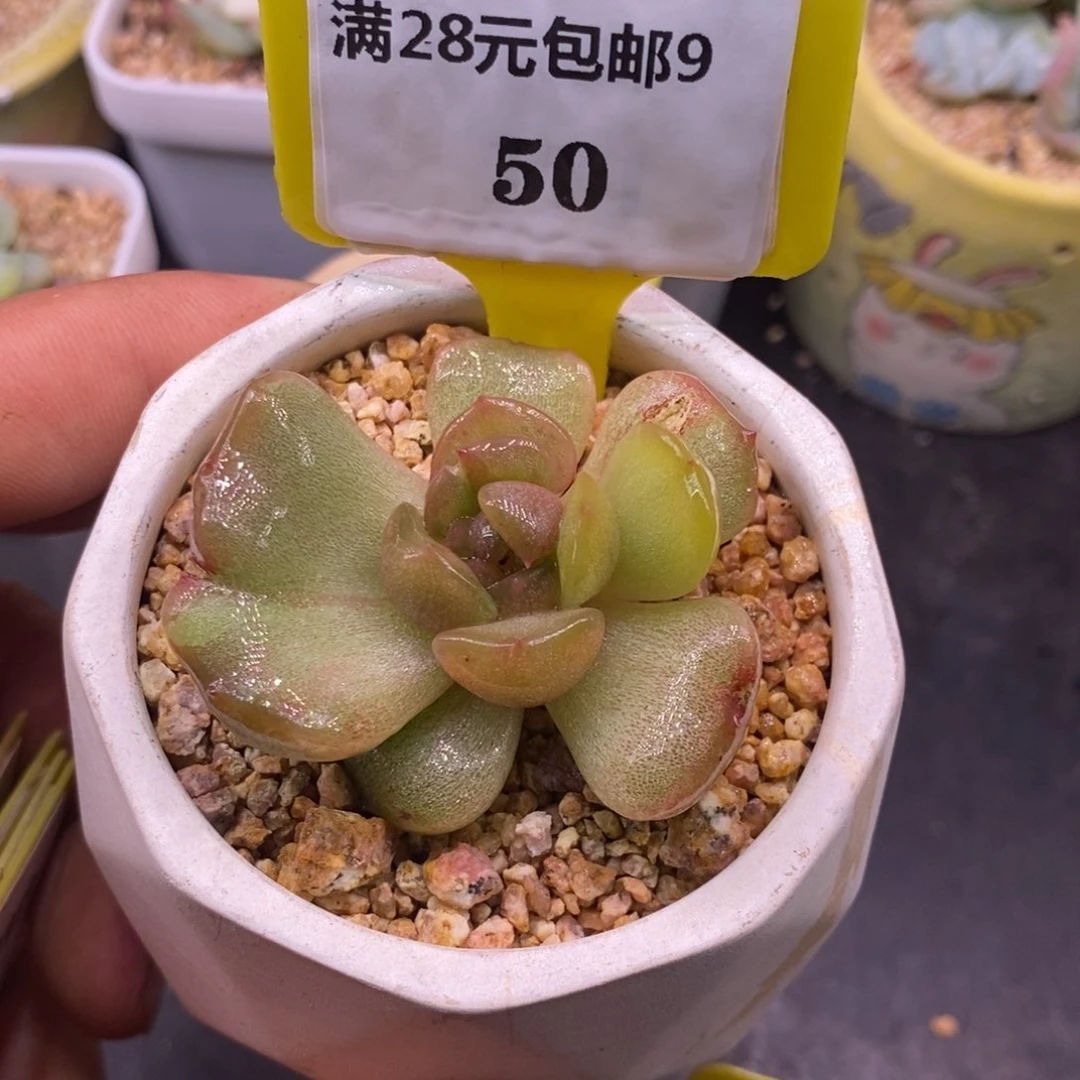 950红恋石化变异……