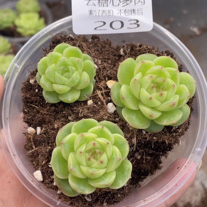 云糖心多肉植物203