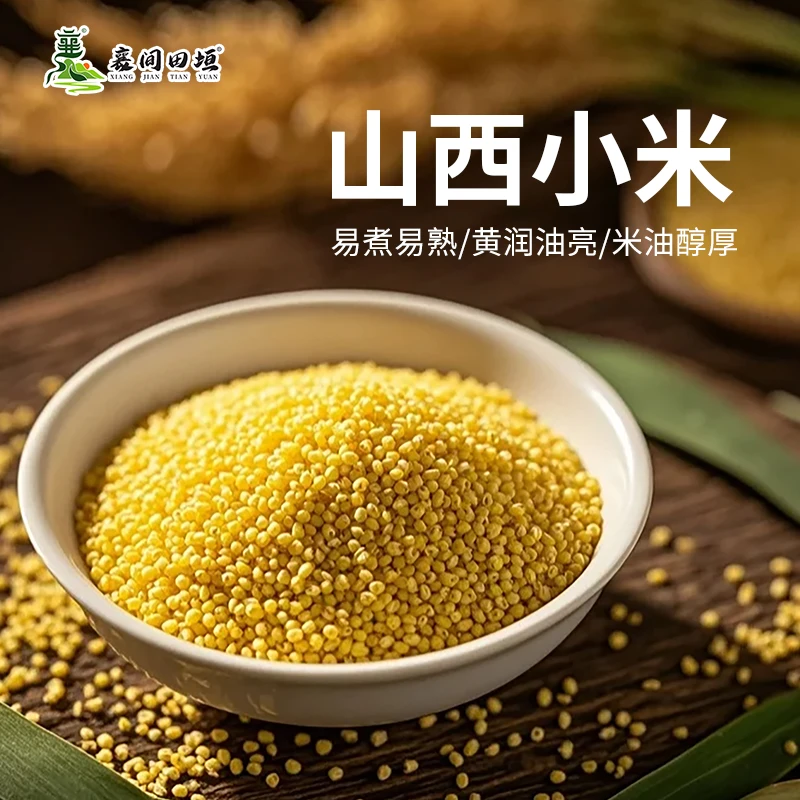 山西小米黄小米香浓易煮易熟黄润油亮米油醇厚
