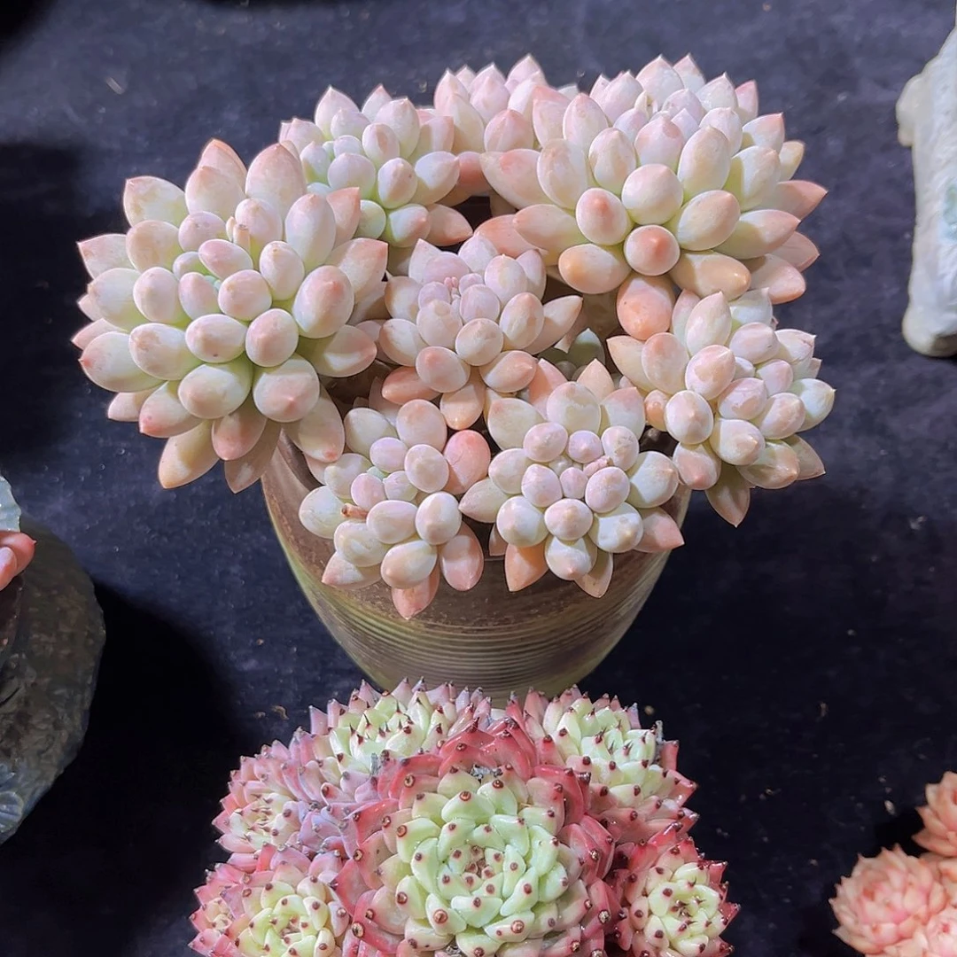 多肉植物奶糖多肉