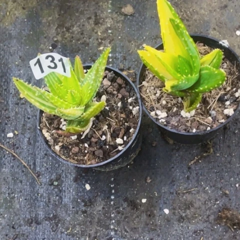 131芦荟锦一筐量拍如图