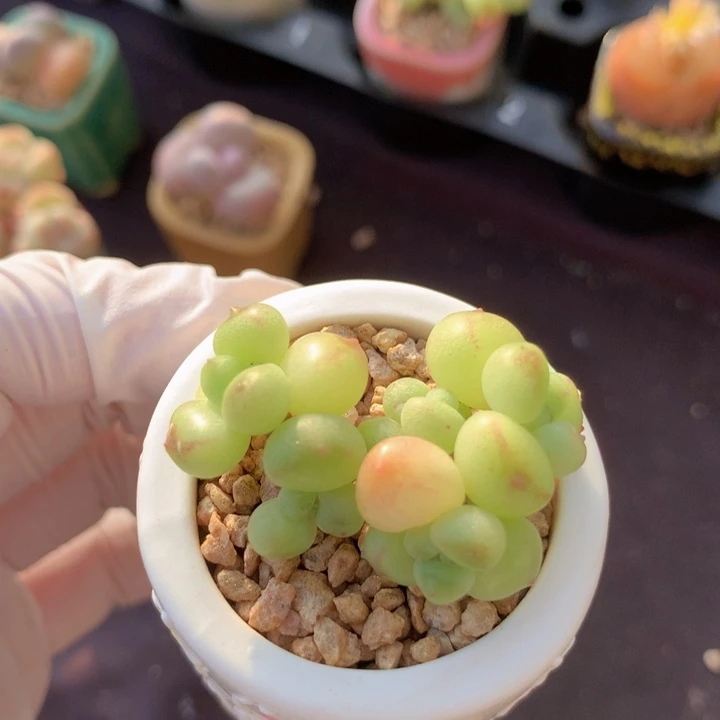 033 萤火虫 青柠 7头 木质