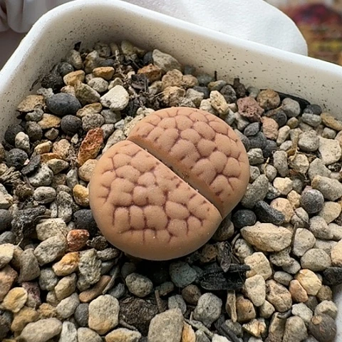 2738黄绿美玉脑纹带盆土发货