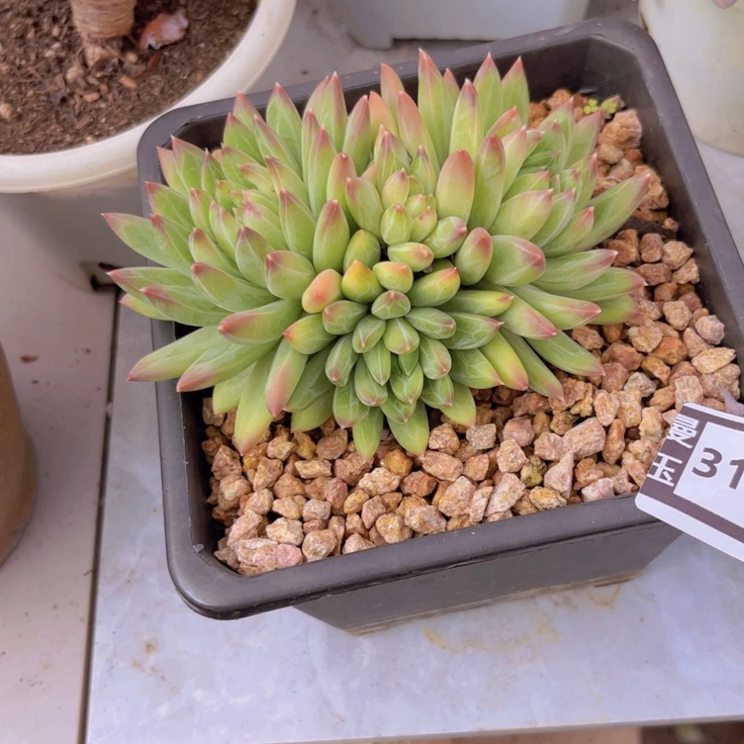 青花瓷多肉植物31141